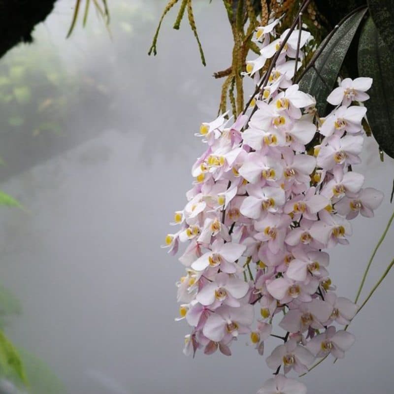 Orchid (Phalaenopsis)