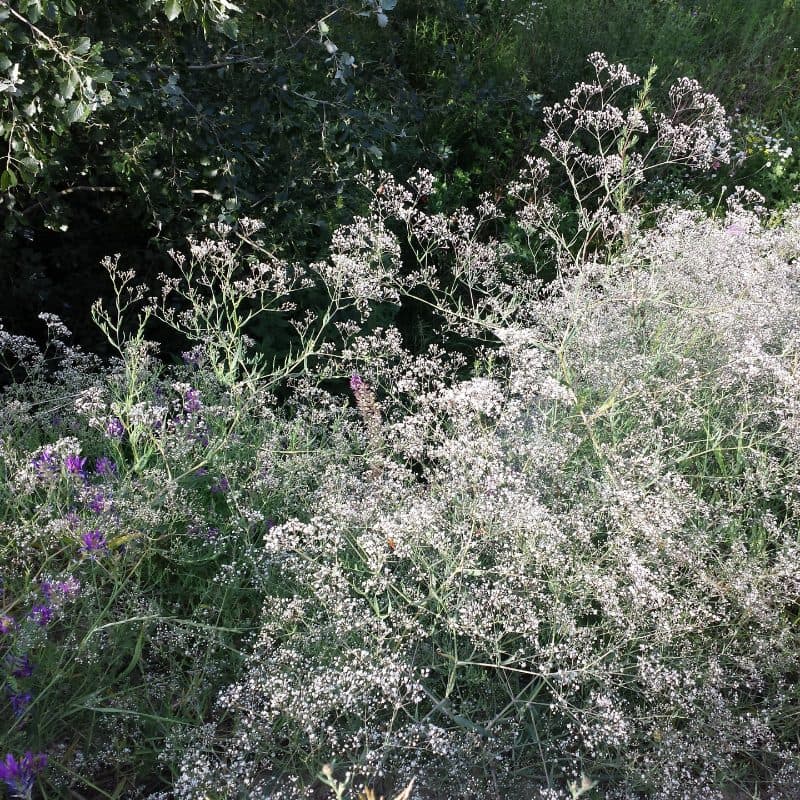 Baby's Breath (Gypsophila)
