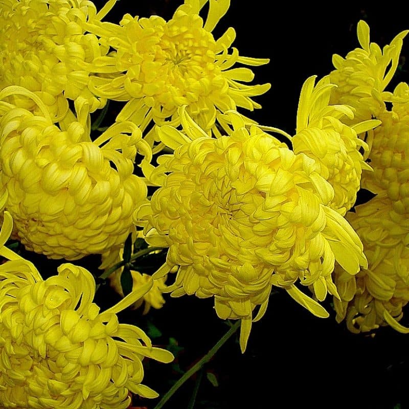 Chrysanthemum
