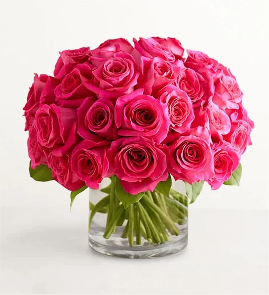 Hot Pink Roses